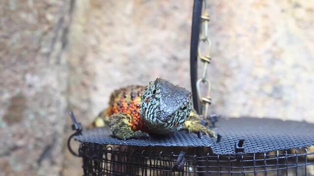 A close-up of the vibrant, multicolored skin of a Chinese crocodile lizard. The exotic tropical lizard gazes slowly.