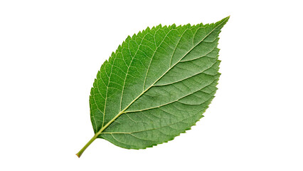 Single fresh green leaf textured detail isolated on transparent background © Hanna