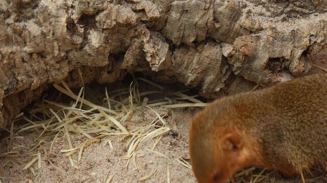 4K video of a mongoose exploring its natural habitat. The animal walks carefully, sniffs the ground, and remains alert while searching for food. Ideal for wildlife, mammals, nature documentaries, zool