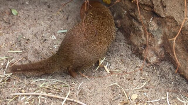 4K video of a mongoose exploring its natural habitat. The animal walks carefully, sniffs the ground, and remains alert while searching for food. Ideal for wildlife, mammals, nature documentaries, zool