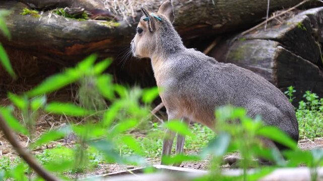 4K video of a Patagonian mara walking and resting in its natural habitat. The large rodent moves cautiously across open grassland, displaying alert behavior and unique characteristics. 