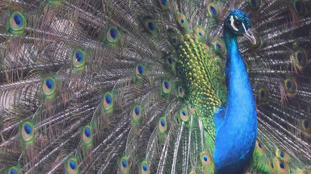 Peacock with opened feathers