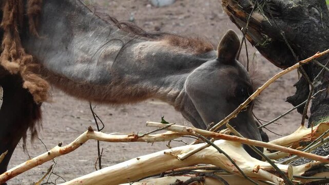 Camel portrait. Arabian brown Camel Face Close-up