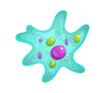 Ameba or bacteria bacillus microorganism and germ protozoa or protista cartoon icon. Amoeba of human microbiota with pathogen cells and microscopic protist microbiome of germ microbe or bacterium