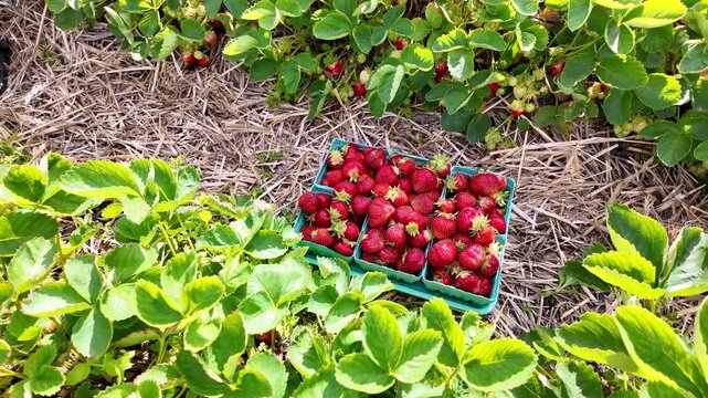 Freshly picked strawberries in cartons between rows in Pineland Farms, Maine