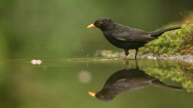 Common blackbird standing beside calm water with reflection in woodland habitat, perfect symmetry mirror surface