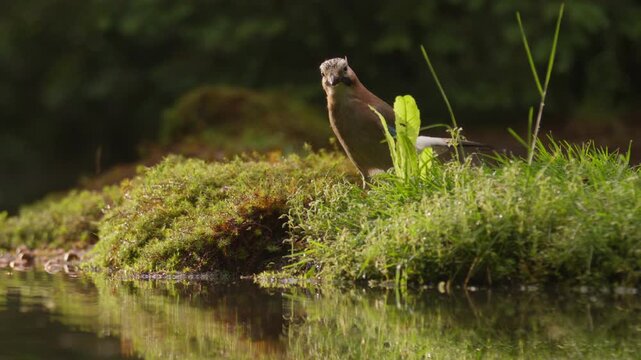 Eurasian jay foraging beside a calm woodland pond with reflections and mossy shoreline, hopping curiously near water, slow motion