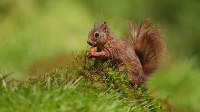 Red squirrel holding an acorn on mossy woodland ground with soft green background, sideview medium closeup