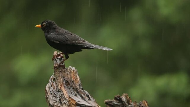 Common blackbird perched on weathered tree stump during light rain in woodland, rearview static as it hops to edge and launches into air