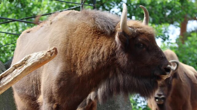 Close-up of an adult male bison and other bison. Very strong and muscular
