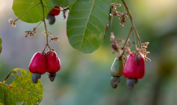 Cashew fruit hanging on Anacardium Occidentale trees. Healthy food from organic farms. Tropical agriculture and sustainable farming practices. Cashew nut trees laden with raw fruits. Organic farming.