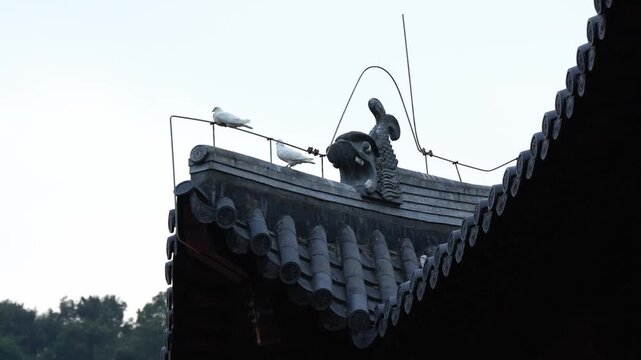 White Pigeons on the temple rooftop