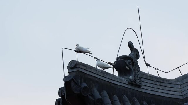 Two White Pigeons on the temple rooftop
