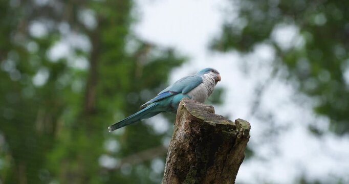 Blue monk parakeet or quaker parrot perched on weathered tree stump against green foliage at Jeju Flower Bird Park Hwajoowon in South Korea
