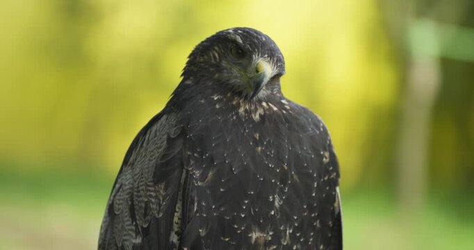 Frontal close-up portrait of black-chested buzzard-eagle with dark barred plumage and yellow cere facing camera against glowing green background at Jeju Flower Bird Park Hwajoowon Korea