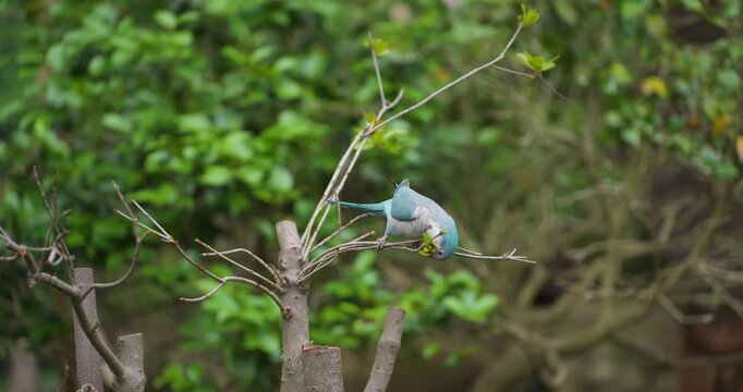 Blue monk parakeet or quaker parrot nibbling fresh green leaf buds while perched on tree branch tips at Jeju Flower Bird Park Hwajoowon in South Korea