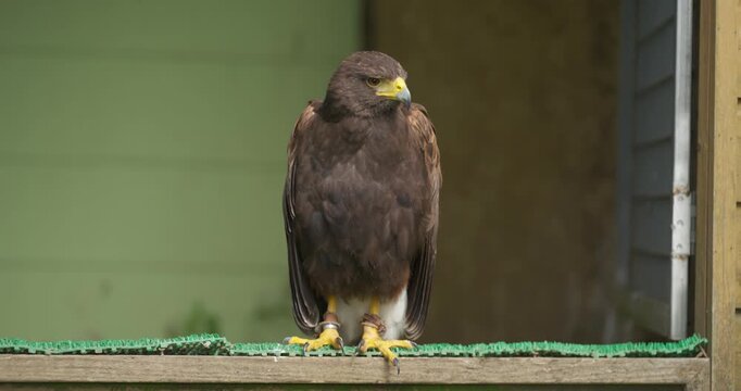 Harris's hawk with chestnut shoulders and yellow legs perched on ledge and looking around in front of green enclosure at Jeju Flower Bird Park Hwajoowon in South Korea