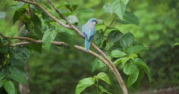 Blue Indian ringneck parakeet taking flight from mulberry tree branch in slow motion among green leaves at Jeju Flower Bird Park Hwajoowon in South Korea