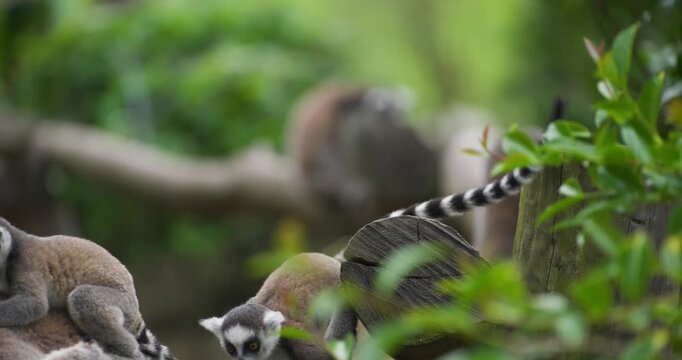 Cute baby ring-tailed lemur clinging to mother back among lemur troop in slow motion close-up amid green leaves at Jeju Flower Bird Park Hwajoowon in South Korea