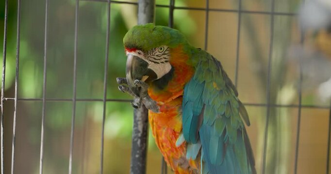 Close-up of colorful hybrid macaw parrot eating nut held in claw with beak inside wire mesh cage at Jeju Flower Bird Park Hwajoowon in South Korea