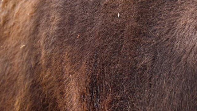 Close-up of a male bison's fur.