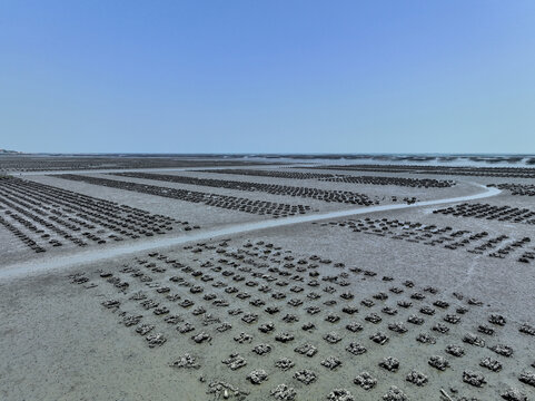 Aerial view of Oyster farm. Sustainable farming. Oyster farming is an aquaculture practice. Oyster farming at Ang Sila town, Chonburi, Thailand. Landscape oyster beds at low tide on summer sunny day.