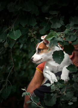 Cute white and brown puppy in profile view looking away while being held on a person's shoulder outdoors.