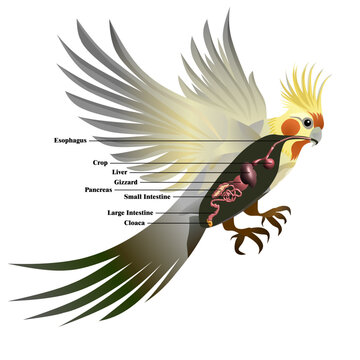Cockatiel bird digestive tract anatomy diagram showing crop proventriculus gizzard intestines and cloaca vector medical veterinary illustration