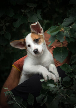 Cute white and brown puppy looking away while being safely held on a person's shoulder outdoors.