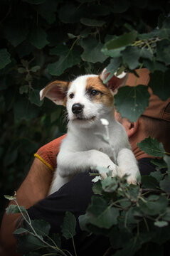 Cute white and brown puppy looking away while being safely held on a person's shoulder outdoors.