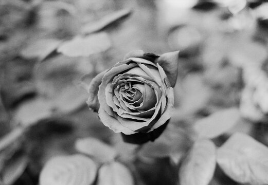rosa del amor