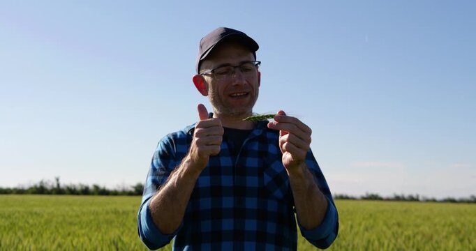 Farmer examines green wheat ear in field and gives thumbs up with a smile. Countryside scene highlights healthy crops, agricultural success, crop quality and confidence in the growing season.