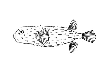 Hand-drawn line art illustration of an Ishigaki puffer fish isolated on white background © AiGon