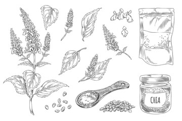 Fototapeta premium Chia plant and products vector engraved sketch collection, Salvia hispanica, condiment or seasoning seeds, Superfood
