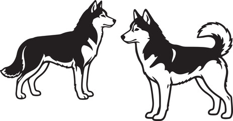 Siberian husky on white background. © Faisal