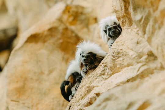 Three small tamarins peek from tan cliff, white crests framing dark faces in soft sunlight on rocky rock