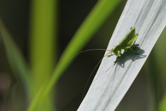 grande sauterelle verte immature