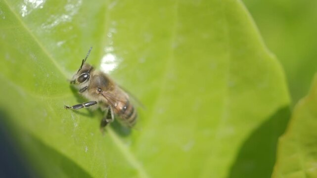 Busy bees explore vibrant green leaves in nature's garden