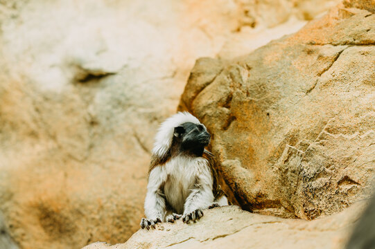 Small primate with white crest perches on tan stones, facing sideward in soft natural light and stillness