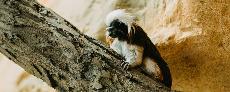 Cotton-top tamarin rests on angled trunk amid warm rock surfaces and sunlit glow near enclosure wall tree
