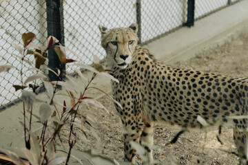 Cheetah standing near plants looking toward the camera in a zoo habitat © Habii