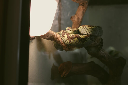 Pit viper coiled on a tree branch basking under terrarium lam