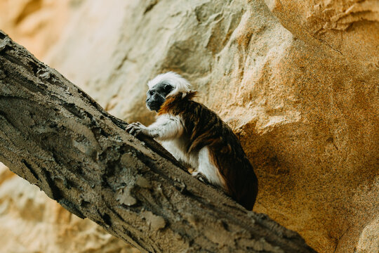 Tiny cotton top tamarin grips bark beside sandstone wall, showing alert movement in open wild habitat fur