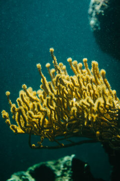Close view of golden coral branches rising through teal seawater, with soft light and drifting specks