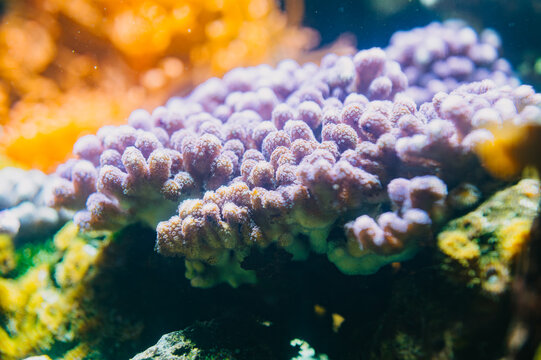 Bright macro view of purple coral polyps in aquarium light, with blurred reef colors and texture backdrop