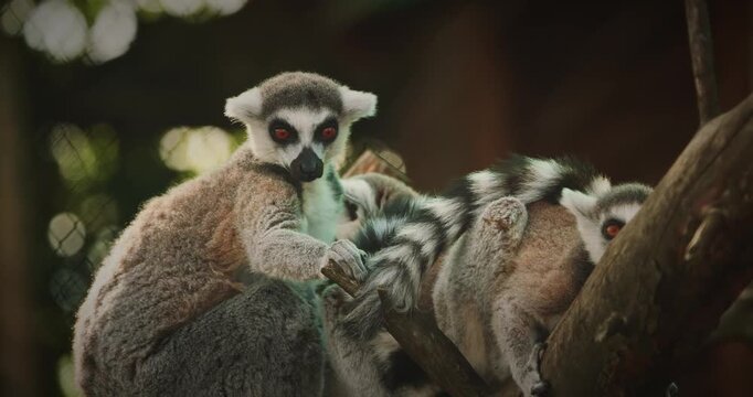Playful Lemurs Together Amidst Tree Branches