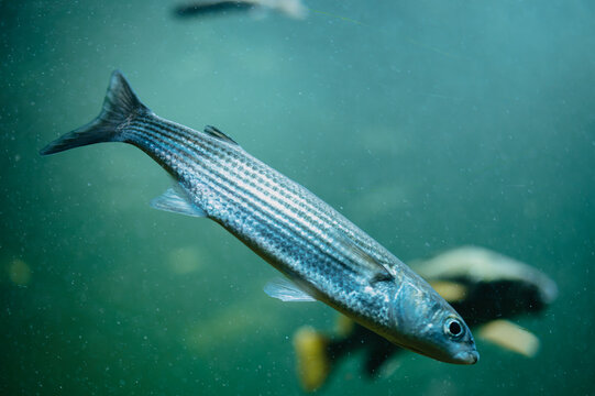 Single striped fish glides through green water with soft bubbles and blurred light in shallow focus view