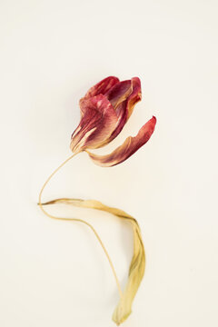 Close-Up of a Wilted Red Tulip