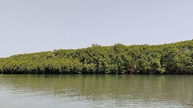 Natural mangrove woodland located near a river estuary and coastal shoreline, featuring dense roots, lush vegetation, and peaceful waters. This image represents sustainable ecosystems, climate adaptat