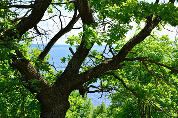 Fototapeta premium Tree Branches with Green Leaves Overlooking a Calm Lake oak tree